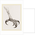 Foot of Crested Morphnus by Anonymous
