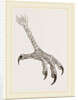 Foot of Grey Asturina by Anonymous