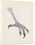 Foot of Grey Asturina by Anonymous