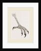 Foot of Grey Asturina by Anonymous