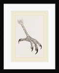 Foot of Grey Asturina by Anonymous