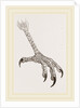 Foot of Grey Asturina by Anonymous