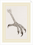 Foot of Grey Asturina by Anonymous