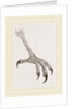 Foot of Grey Asturina by Anonymous