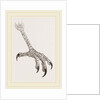 Foot of Grey Asturina by Anonymous