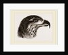 Head of Brazilian Eagle by Anonymous