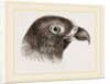 Head of Cayenne Cymindis by Anonymous