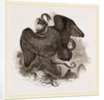 Lammergeyer by Anonymous