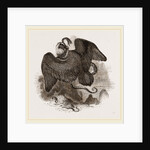 Lammergeyer by Anonymous