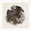 Lammergeyer by Anonymous