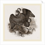 Lammergeyer by Anonymous