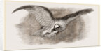Lammergeyer by Anonymous