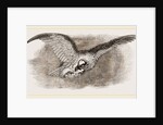 Lammergeyer by Anonymous