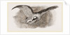 Lammergeyer by Anonymous