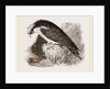 Osprey by Anonymous