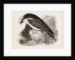 Osprey by Anonymous