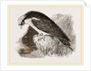 Osprey by Anonymous