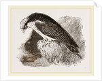 Osprey by Anonymous