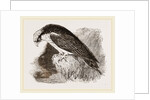 Osprey by Anonymous