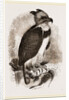 Harpy Eagle by Anonymous