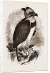 Harpy Eagle by Anonymous