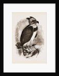 Harpy Eagle by Anonymous