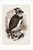 Harpy Eagle by Anonymous