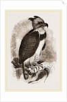 Harpy Eagle by Anonymous
