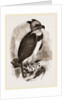 Harpy Eagle by Anonymous