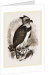 Harpy Eagle by Anonymous