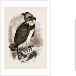 Harpy Eagle by Anonymous