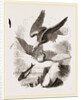 White-headed Eagle and Fish-Hawk by Anonymous