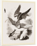 White-headed Eagle and Fish-Hawk by Anonymous