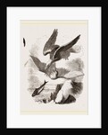 White-headed Eagle and Fish-Hawk by Anonymous
