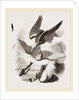 White-headed Eagle and Fish-Hawk by Anonymous