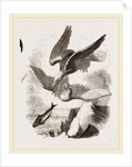 White-headed Eagle and Fish-Hawk by Anonymous