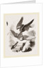 White-headed Eagle and Fish-Hawk by Anonymous