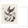 White-headed Eagle and Fish-Hawk by Anonymous