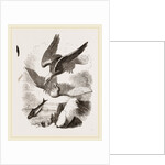 White-headed Eagle and Fish-Hawk by Anonymous