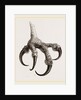 Foot of Osprey by Anonymous