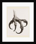 Foot of Osprey by Anonymous