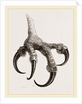 Foot of Osprey by Anonymous