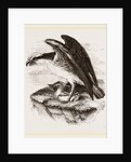 Osprey by Anonymous