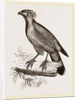 Barred Haematornis by Anonymous
