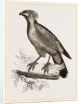 Barred Haematornis by Anonymous