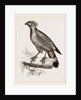 Barred Haematornis by Anonymous