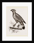 Barred Haematornis by Anonymous