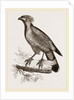 Barred Haematornis by Anonymous