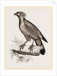 Barred Haematornis by Anonymous