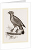 Barred Haematornis by Anonymous